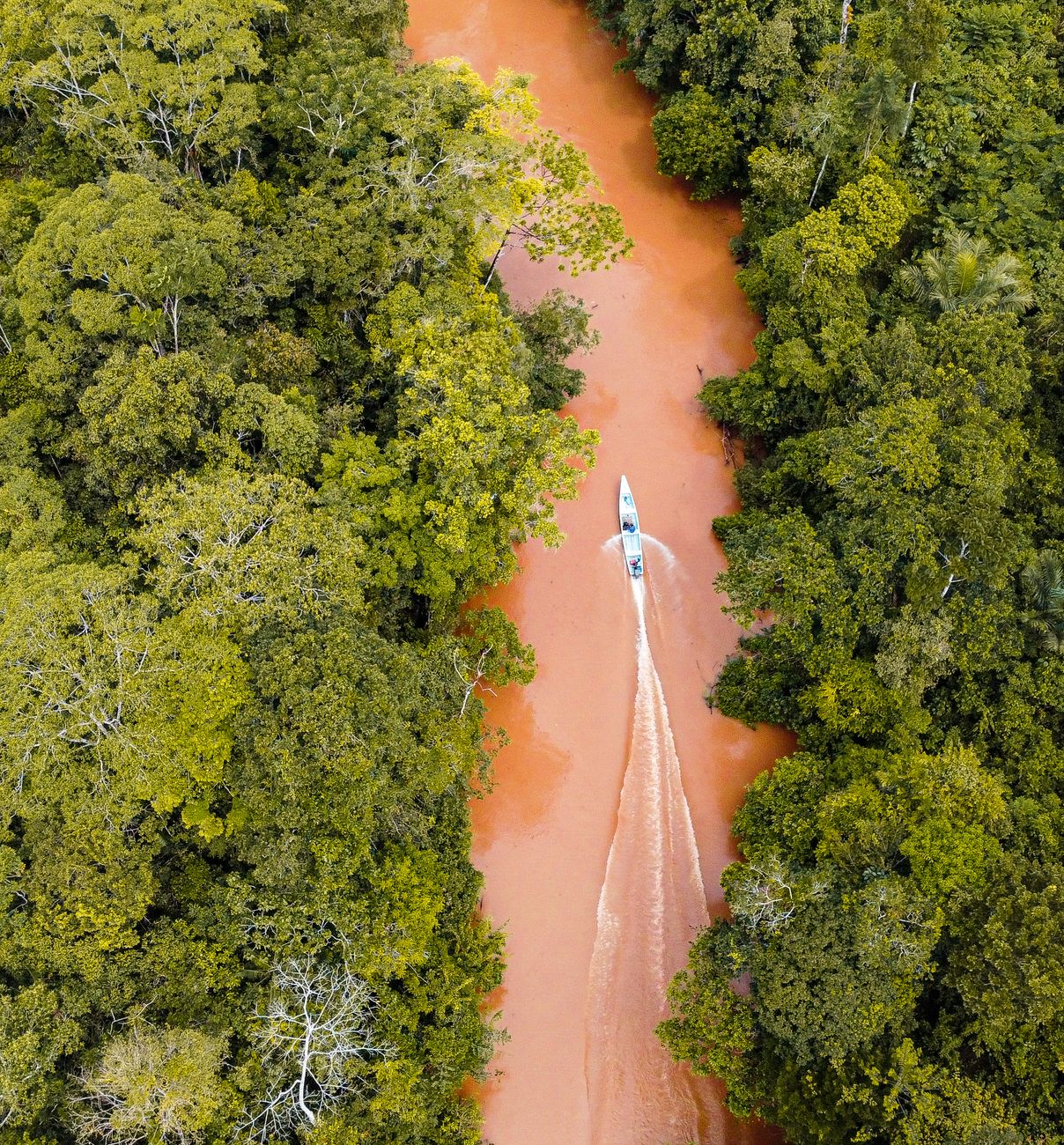 Encontro das águas e selva na Amazônia